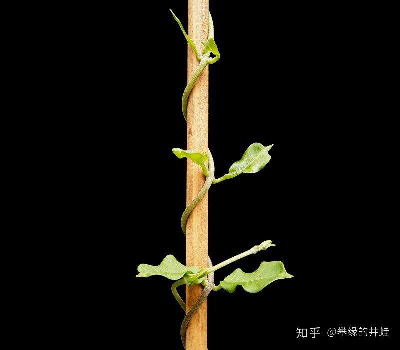 巨人传谁翻译的最好_巨人的翻译_巨人传最好的翻译版本