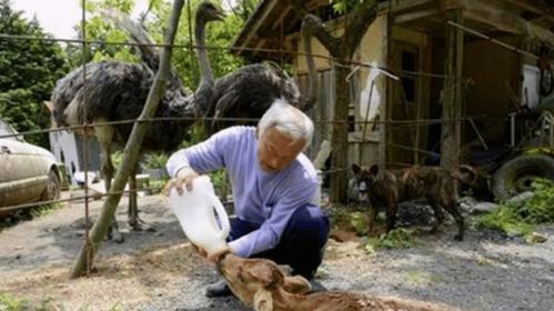 安卓 绅士游戏 老物,老物新玩体验