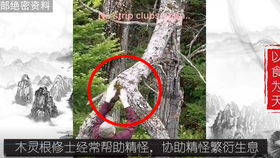 木灵根